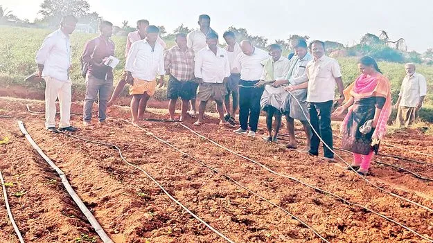 సస్యరక్షణ చర్యలతో అధిక దిగుబడి