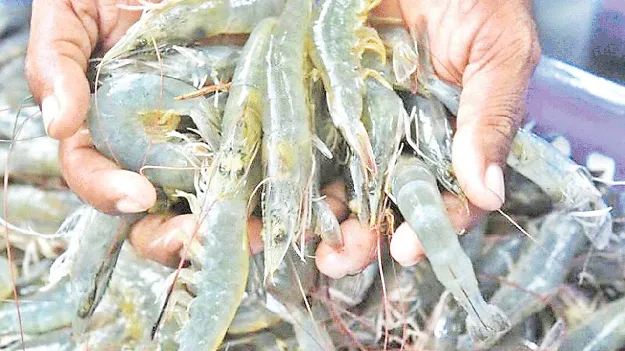 రొయ్యల మీసం తిప్పలేం..!