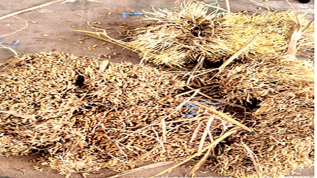 ధాన్యానికి మొలకలు