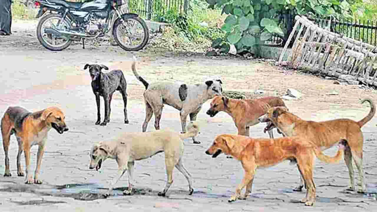 వీధి కుక్కల స్వైరవిహారం.. విద్యార్థి, చిన్నారికి తీవ్ర గాయాలు
