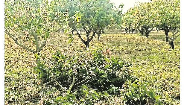 జంటగా వెళ్లి.. ఒంటరిగా తిరిగొచ్చిన ఏనుగు