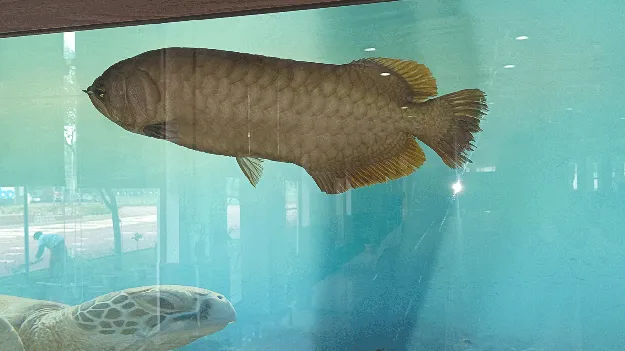   అదృష్ట చేప అరోవణ !