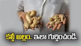 మార్కెట్లో కల్తీ అల్లం.. కొనేముందు ఇది తెలుసుకోండి.!