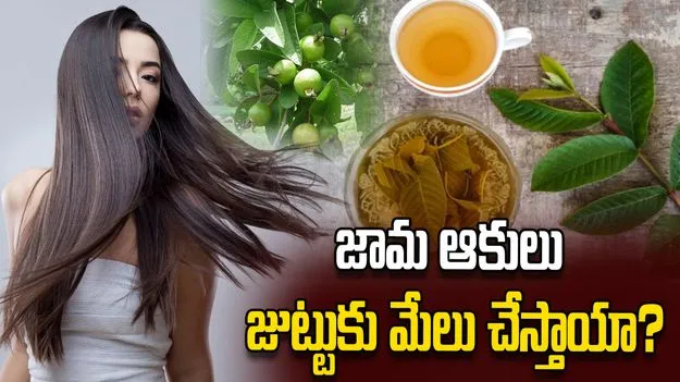 జామ ఆకులు జుట్టుకు ఉపయోగపడతాయా?