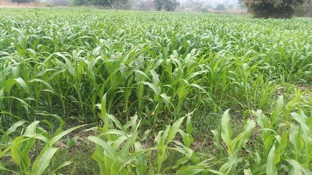 kumaram bheem asifabad- యాసంగిలో పెరిగిన సాగు 