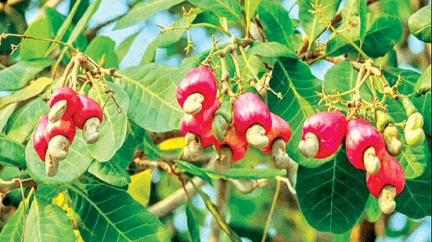  Cashew Cultivation  జీడికి ప్రోత్సాహం