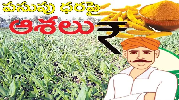 Jagitiala :  పసుపు ధరపై ఆశలు