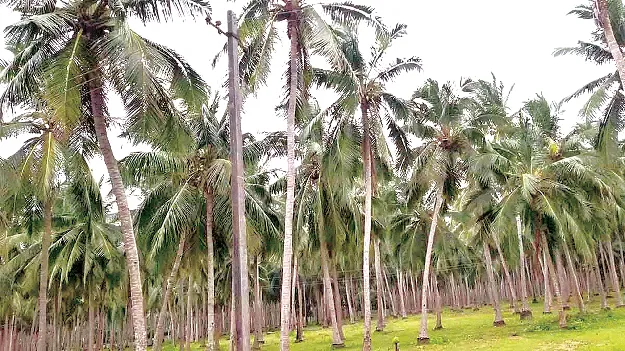 Boost for coconut.. Encouragement for industries కొబ్బరికి ఊతం.. పరిశ్రమలకు ప్రోత్సాహం