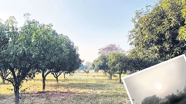 Mango: మామిడి పూత ఆలస్యం