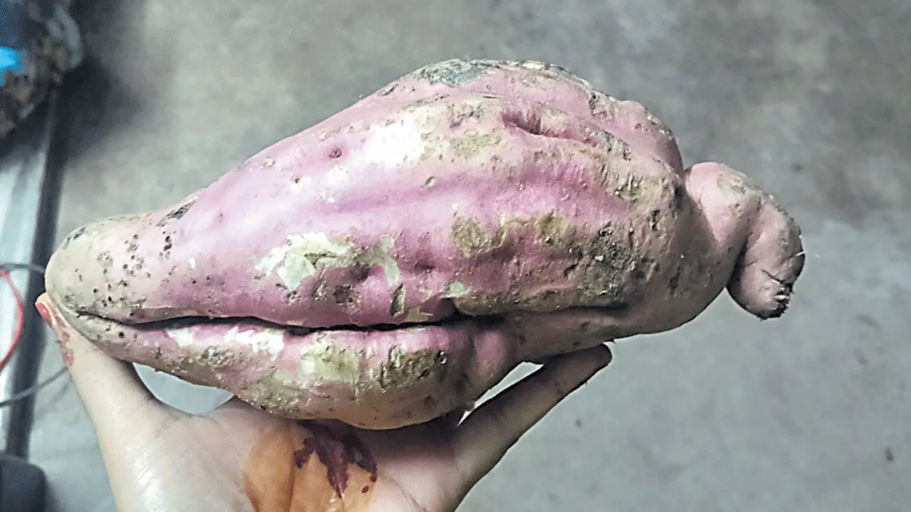 ఆకారం.. ఆశ్చర్యం!