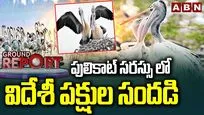 పులికాట్ సరస్సులో విదేశీ పక్షుల సందడి