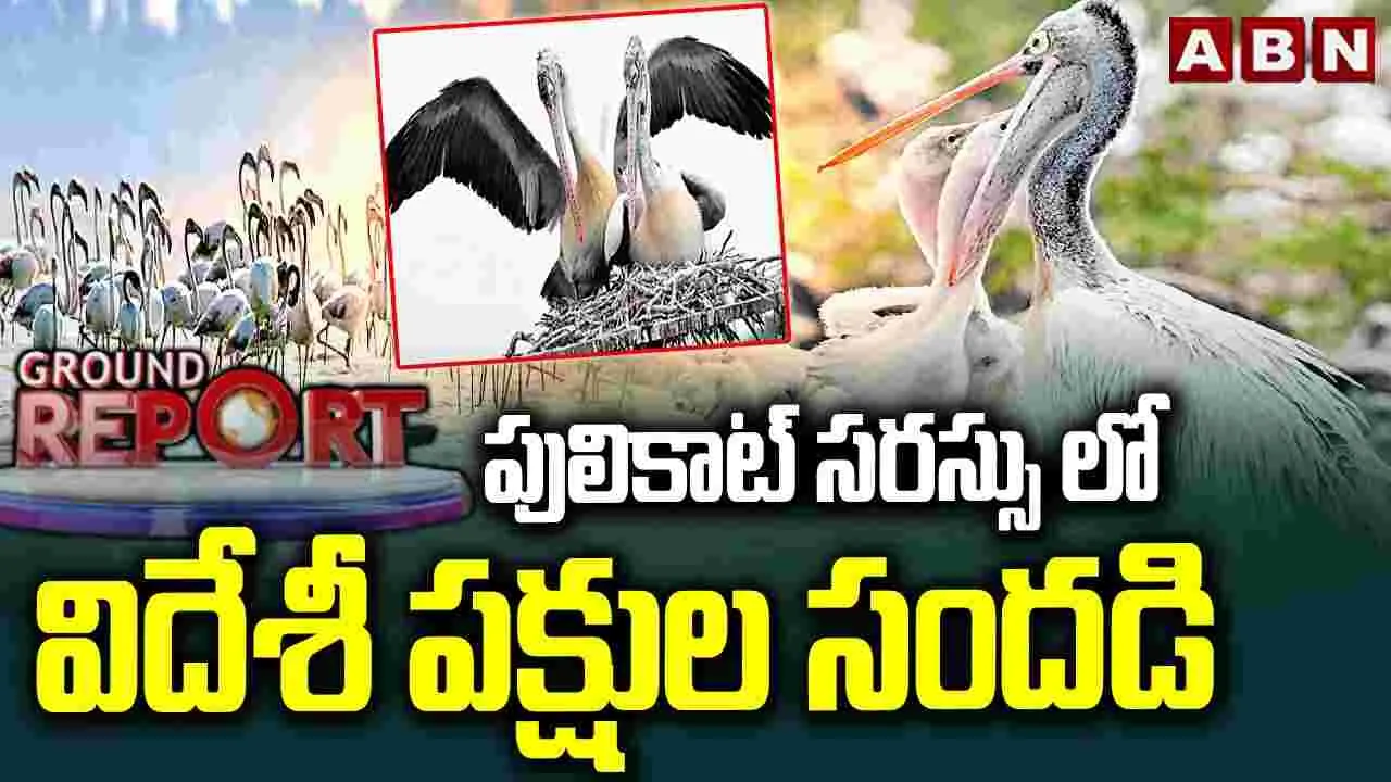 పులికాట్ సరస్సులో విదేశీ పక్షుల సందడి