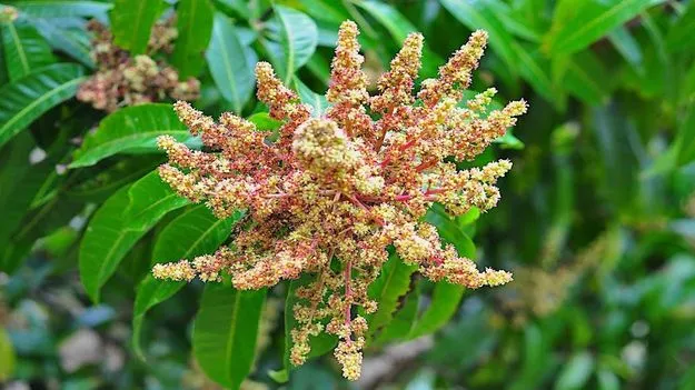 మంచు గండం!