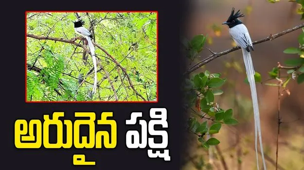 మదనపల్లెలో అరుదైన పక్షి