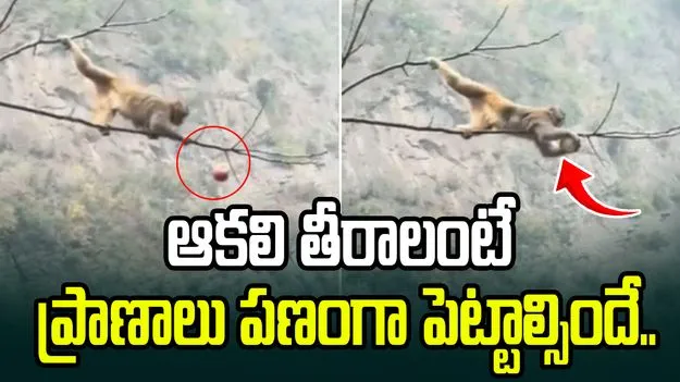 ఆకలి తీరాలంటే ప్రాణాలు పణంగా పెట్టాల్సిందే.. ఓ పండు కోసం కోతి ఎంత సాహసం చేసిందో చూడండి..