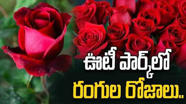 Ooty: ఊటీ పార్క్‌లో రంగుల రోజాలు..