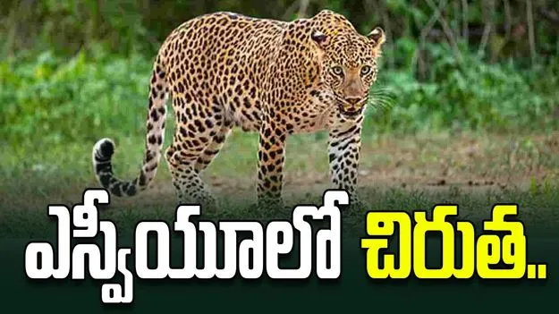 ఎస్వీయూలో చిరుత సంచారం..