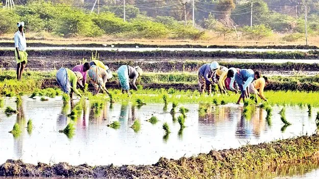 జోరుగా వరినాట్లు