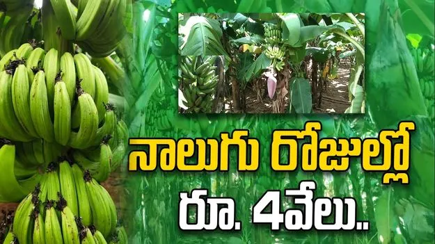 Ananthapuram News: నాలుగు రోజుల్లో రూ. 4వేలు.. అరటి ధర ఢమాల్‌..