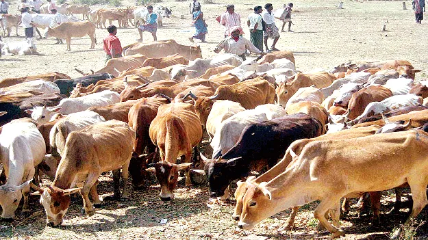 Veterinary Camps  నేటి నుంచి పశు వైద్య శిబిరాలు