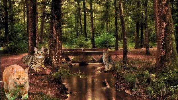 మీ కళ్లు చురుకైనవి అయితే.. ఈ ఫొటోలో నాలుగో పిల్లిని 5 సెకెన్లలో కనిపెట్టండి..