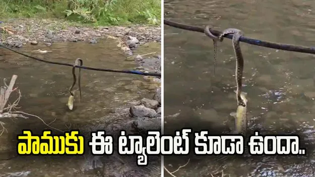 వావ్, పాములకు ఈ ట్యాలెంట్ కూడా ఉందా.. నీటిలోని చేపను ఎలా పట్టుకుందో చూడండి.. 