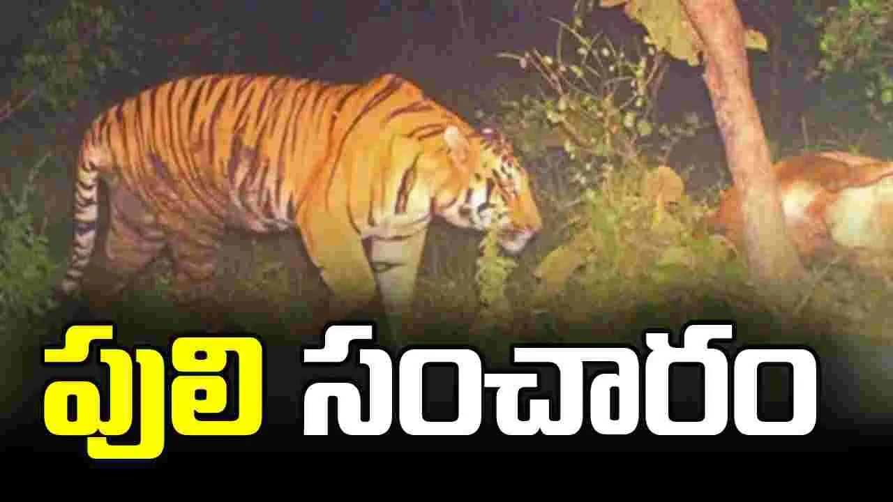 సిద్దిపేట జిల్లాలో పులి సంచారం.. భయం గుప్పిట్లో ప్రజలు.!