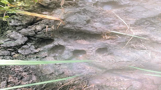 సీతానగరంలో పెద్దపులి కలకలం