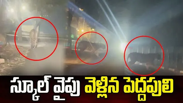 రాజమండ్రిలో కలకలం.. స్కూల్ వైపు వెళ్లిన పెద్దపులి..