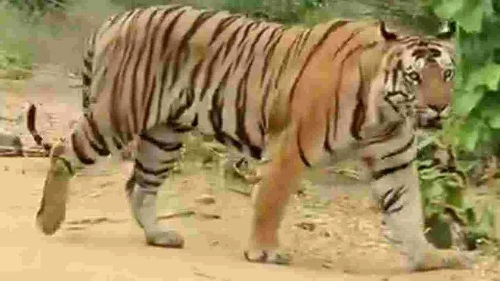  రాజానగరం మండలం పుణ్యక్షేత్రంలో పులి సంచారం