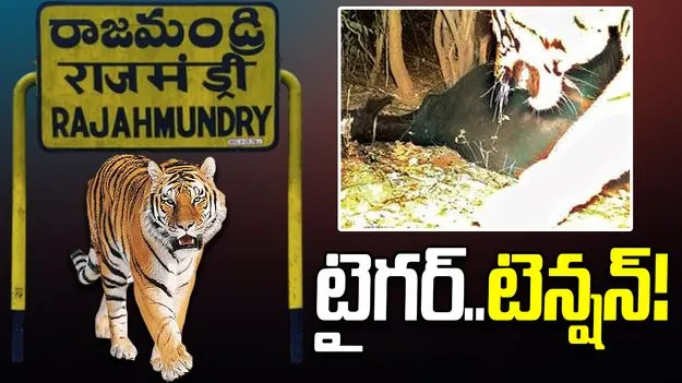 రాజమండ్రిలో పులి సంచారం.. జాగ్రత్తగా ఉండాలంటూ అధికారుల హెచ్చరికలు.. 