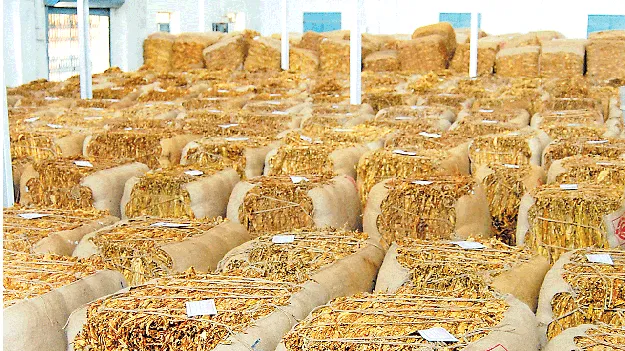 నిలకడగా కర్ణాటక పొగాకు మార్కెట్‌