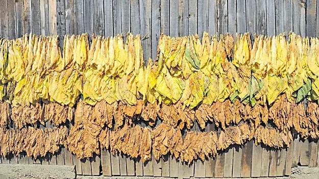 పొగాకు రైతులకు..భారీ ఊరట