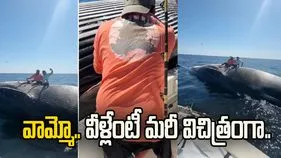 మందు కొడితే ఇలాగే ఉంటుందేమో.. సముద్రంలో చనిపోయిన తిమింగలంతో..  