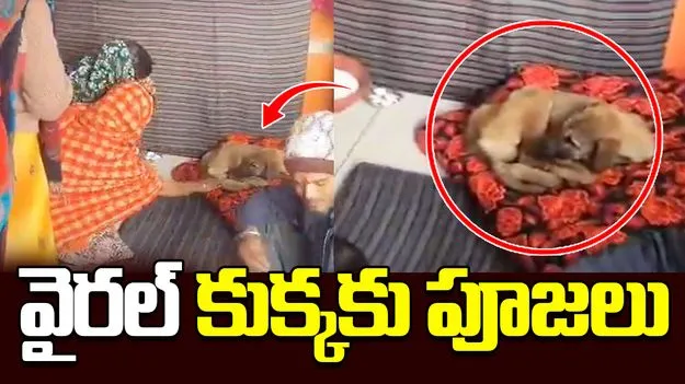 Devotees Worship Viral Dog: కుక్కను దైవంలా పూజిస్తున్న భక్తులు.. పునర్జన్మ ఎత్తిందంటూ.. 