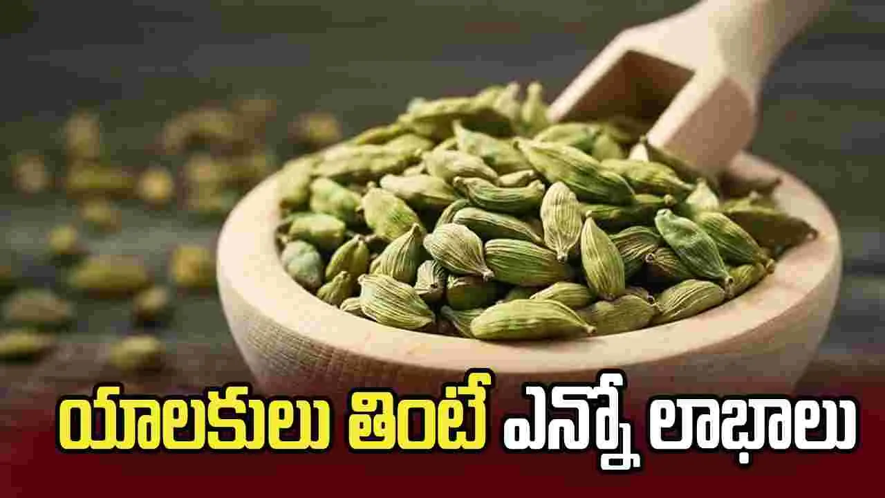 యాలకులు తింటే ఆరోగ్యానికి ఎంతో మేలు.. తెలిస్తే అస్సలు వదలరు..