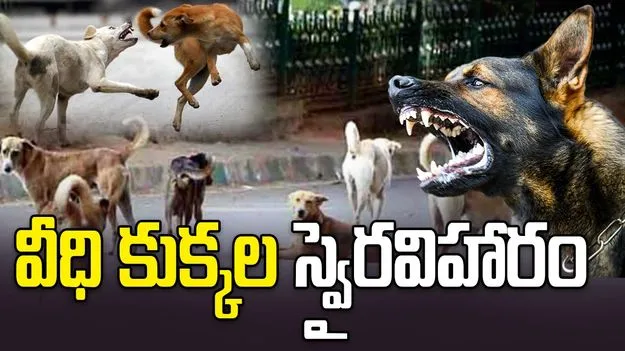 వీధి కుక్కల స్వైరవిహారం.. విద్యార్థి, చిన్నారికి తీవ్ర గాయాలు