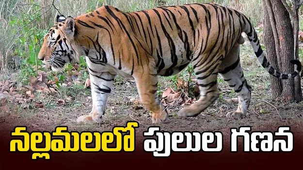 నల్లమలలో పులుల గణన