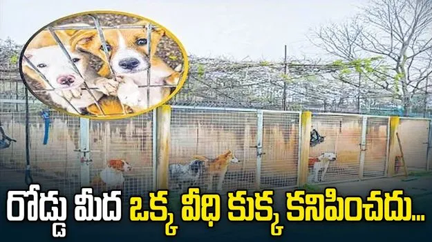 రోడ్డు మీద ఒక్క వీధి కుక్క కనిపించదు...