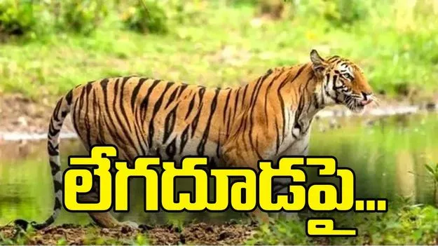 దారి మార్చిన పెద్దపులి.. బసంతపూర్‌లో లేగదూడపై దాడి