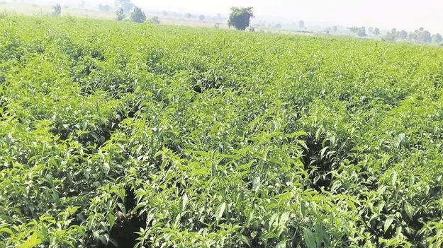 kumaram bheem asifabad- పెరిగిన డిమాండ్‌.. తగ్గిన సాగు