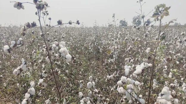 kumaram bheem asifabad- నేటి నుంచి పత్తి కొనుగోళ్లు బంద్‌