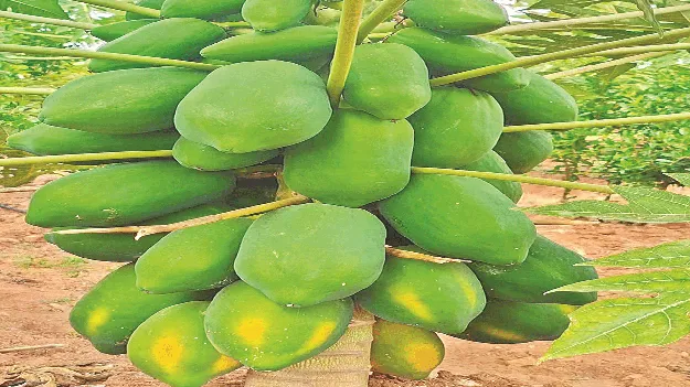 పెరిగిన బొప్పాయి సాగు