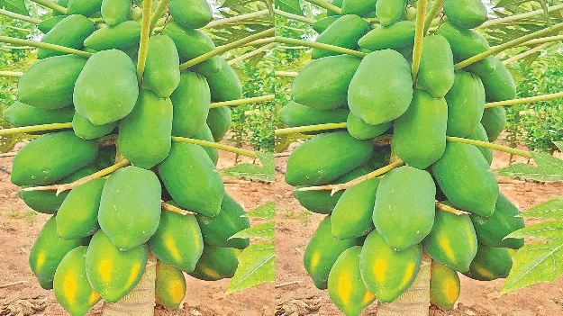  పెరిగిన బొప్పాయి సాగు