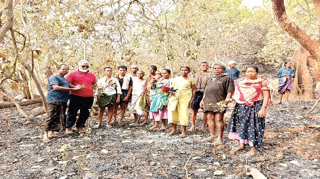 జీడి తోటకు నిప్పు