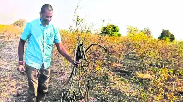 FIRE: దానిమ్మతోటకు నిప్పు