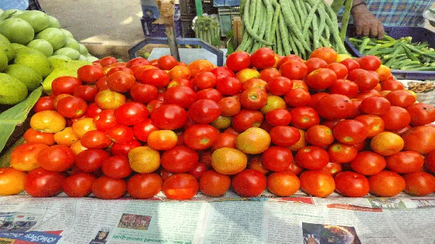  పైకిలేవని టమాటా