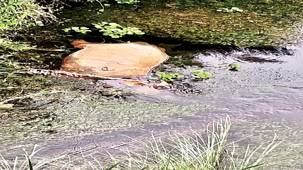 అయ్యో గోమాత!