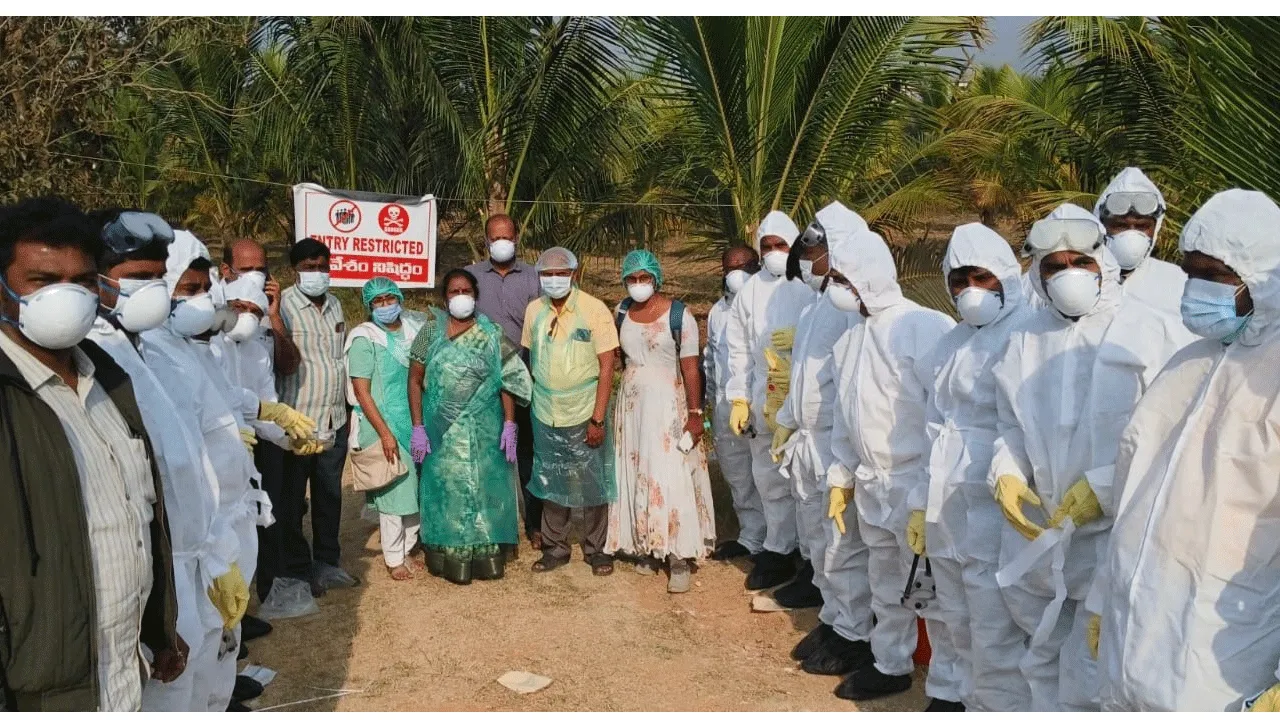 కార్వేటినగరంలో బర్డ్‌ ఫ్లూనే 