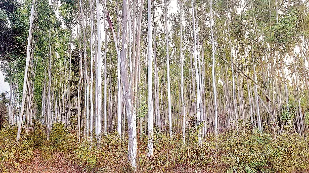 land encrochers ‘భూ’చోళ్లు